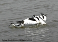 avocet, avocets, british-6